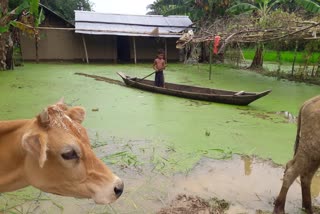 Assam flood Report Etv Bharat news