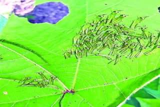 Locusts fliying on cotton crop in nalgonda district