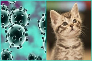 Pet cat becomes UK's first animal to test positive for COVID-19