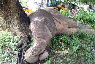 Death of a wild elephant due to electrocution kaliabar assam etv bharat news