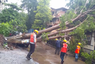 Collapsed Tree