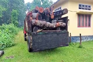 Large quantity of tree trunks seized by the Forest Department in rangjuli goalpara assam etv bharat news