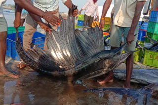 fish in east godavari