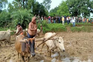 labor-minister-satyanand-bhokta-ploughed-in-field-in-chatra