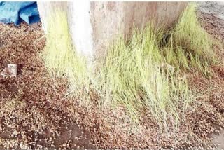 Paddy wasting in Gadarwara agricultural produce market in narsinghpur