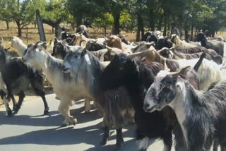 on the occasion of eid al adha, decline in buying and selling of animals in muzaffarnagar uttar pradesh