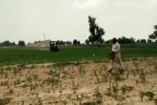 locust attack in sirsa