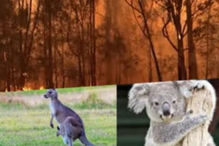 Nearly 3 billion animals killed or displaced in Aus bushfires: WWF study