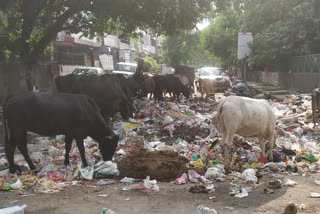 People are facing garbage problem lying on road in Yamuna Vihar of Gonda Assembly