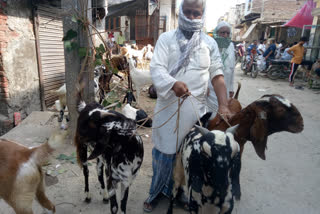 Goat Eid: Goat businessman upset due to Corona in delhi