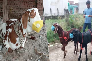 goats wearing masks