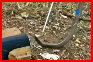 snakes-are-found-in-large-numbers-in-lockdown-at-bhandara