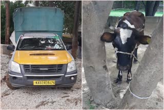 illegal-cow-transport-in-bangalore