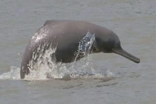 River Dolphin at Sighat Kaliabor