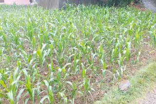 Maize crop expected to be good due to rain in Chamba