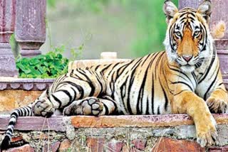 Tigers disappear at three tiger sanctuaries: report by central government