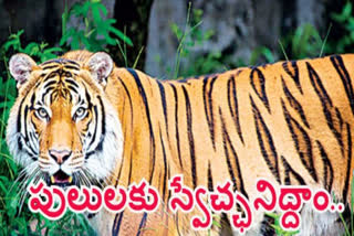 tigers-in-ap-state