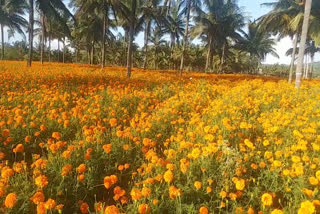 ಮಾದರಿ ರೈತ ಜಗದೀಶ್​ ಬೆಳೆದ ಬೆಳೆ