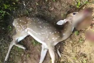 ಜಿಂಕೆ ಮೇಲೆ ಬೀದಿನಾಯಿಗಳ ದಾಳಿ