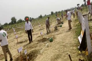 15 people planted 360 plants in 53 minutes in Noida