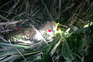 leopard trapped in net at ahmednagar