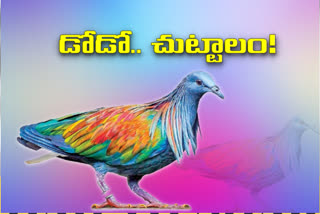 special story on Nicobar Pigeon