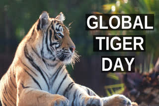 global tiger day ,report of Tiger Census