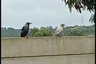 White crow appeared in Dharwad