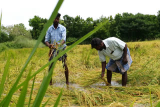 farmers