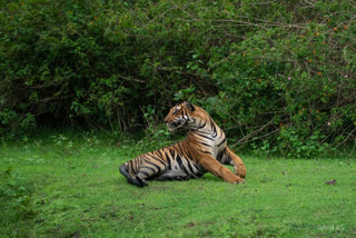 Nagarahole Tiger Protected Area in Mysuru