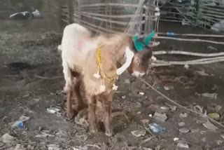 corona effect on bakari eid  corona effect on goat selling  bakari eid 2020  बकरी ईद २०२०  बकरी ईदवर कोरोनाचा परिणाम  बकरे विक्रीवर कोरोनाचा परिणाम  ऑनलाइन बकरे विक्री  online goat selling on bakari eid