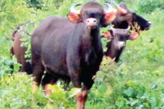 Gaur