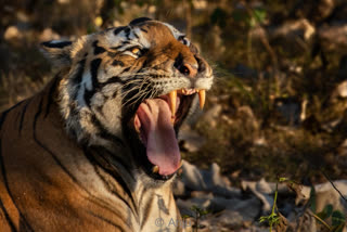 International Tiger Day: facts about tiger