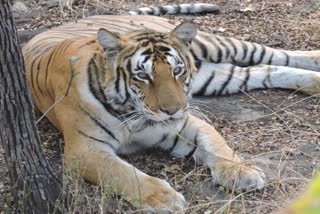 kaimur-will-become-next-tiger-reserve-of-bihar