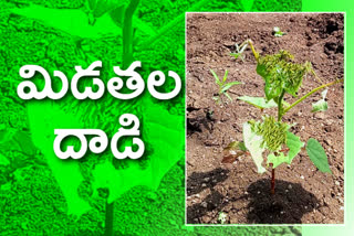 Locust attack on cotton crop in medak