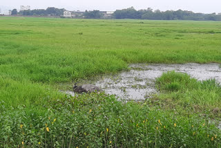 Carcass of buffalo found in Palashbari