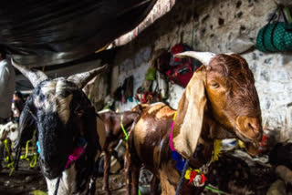 why maharashtra govt discriminated during bakrid