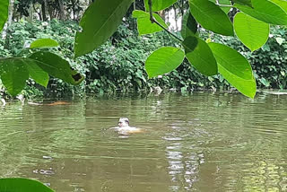 youths jumped into the pond