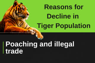 Today is International Tiger Day