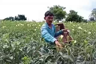 Farmers in trouble due to lack of prices for vegetables in hingoli