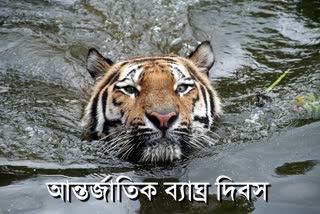 বাঘ