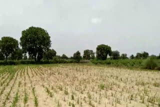 farmers were alert before the locust attack in rohtak