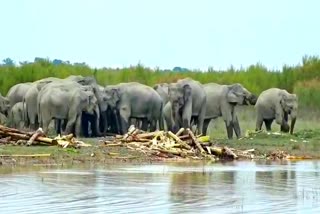 মাজুলীৰ ৰাইজৰ বদান্যতাঃ বন্যহস্তীক ধৰিলে খাদ্যৰ যোগান