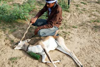 nagaur wild life  नागौर वन्यजीव  nagaur news  वन्यजीवों का संरक्षण  हिरण के सिंग में बांधी बोतल  जायल उपखंड में दुगोली गांव