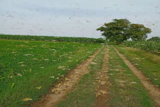 locust squad attack in charkhi dadri