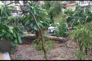 tree fell on house of councilor of Dilshad Garden