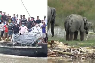 Flood-hit people in Assam feed hungry wild elephants