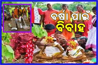 ବର୍ଷା ପାଇଁ ଆଦିବାସୀ ବିଶ୍ବାସ: ଭୀମା ଭୀମାଣି ବିବାହ