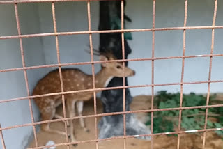 chital injured