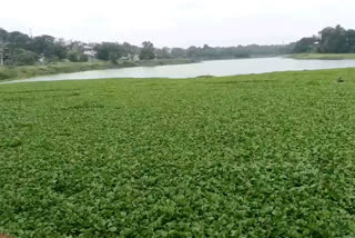 Hyacinth swallowing the whole pond